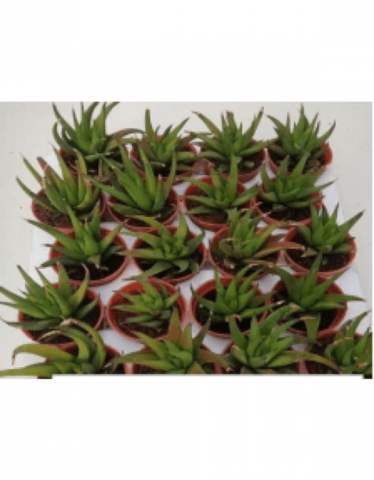 Alworthia 'black Gem' Live Succulent Plants With - Flowerpot (540x693), Png Download