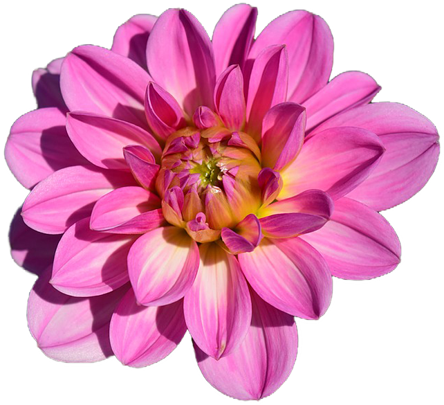 Dahlia Flower Png - Wednesday Good Morning Full Hd (960x640), Png Download