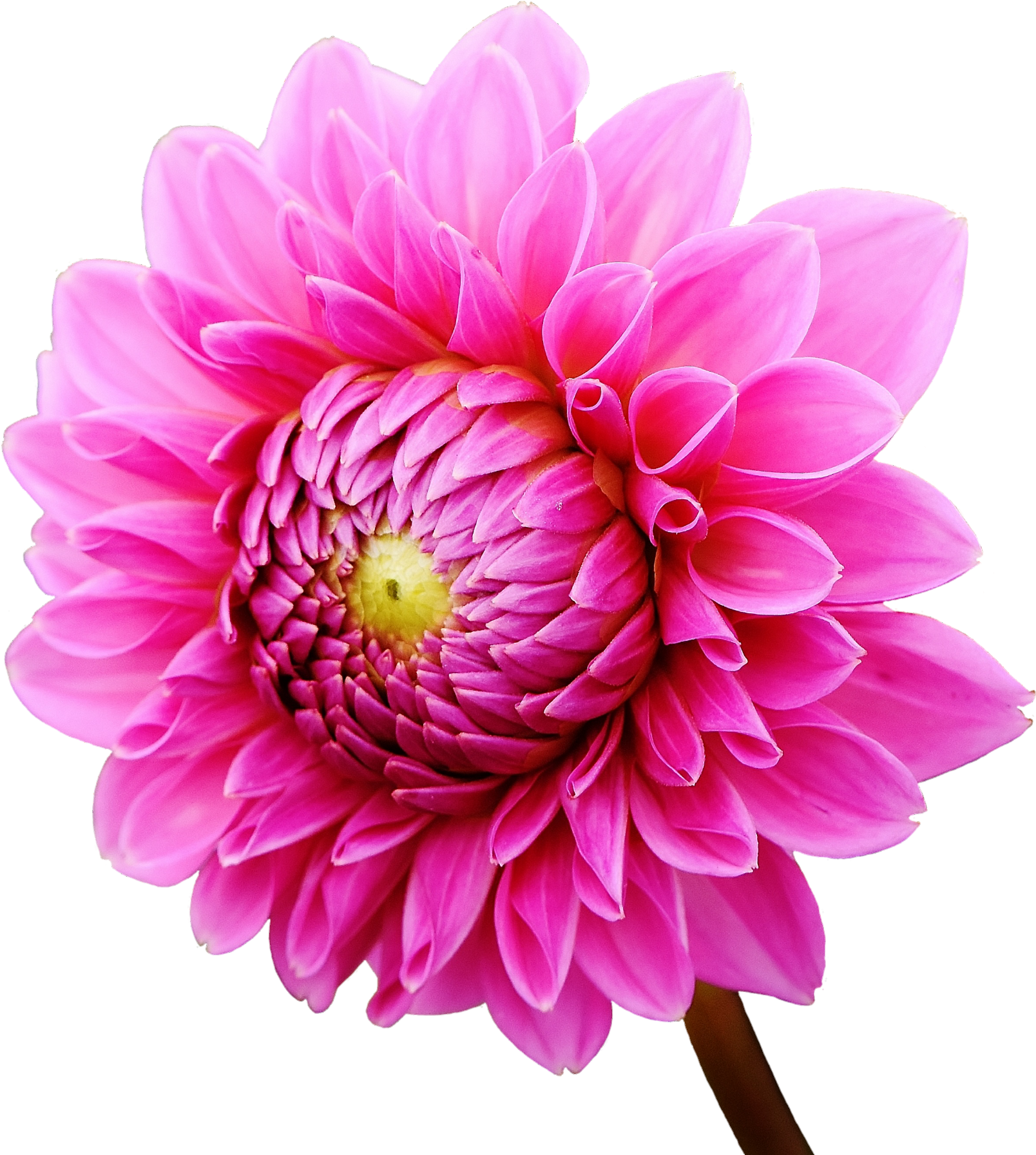 Dahlia Flower - Dahlia Flower Png (1866x2073), Png Download