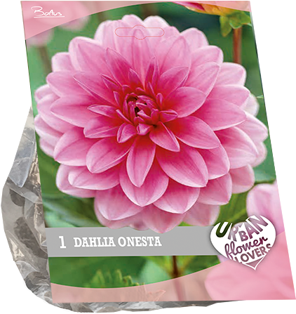 7200 Dahlia Onesta Per 1 Urban Flowers - Dahlia (600x600), Png Download