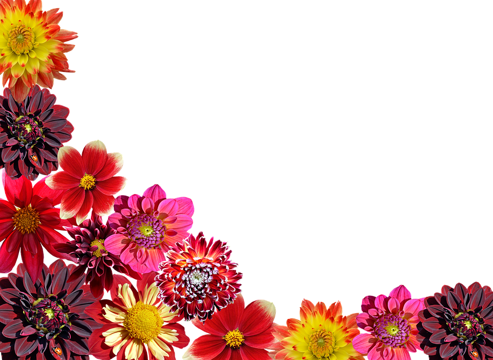 Dahlias, Autumn, Dahlia Garden, Dahlia - Tenha Tempo Para Sua Familia (960x701), Png Download