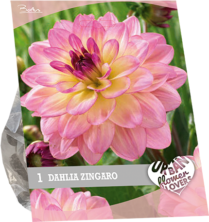 7240 Dahlia Zingaro Per 1 Urban Flowers (600x600), Png Download