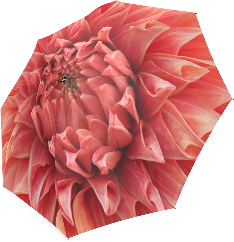 Dahlia (1000x1000), Png Download