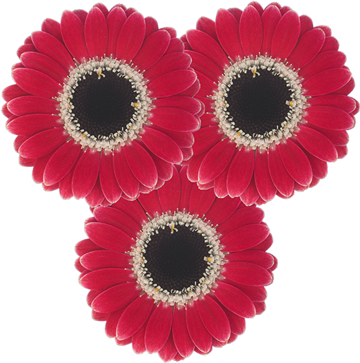 Flower Type - Single (600x600), Png Download