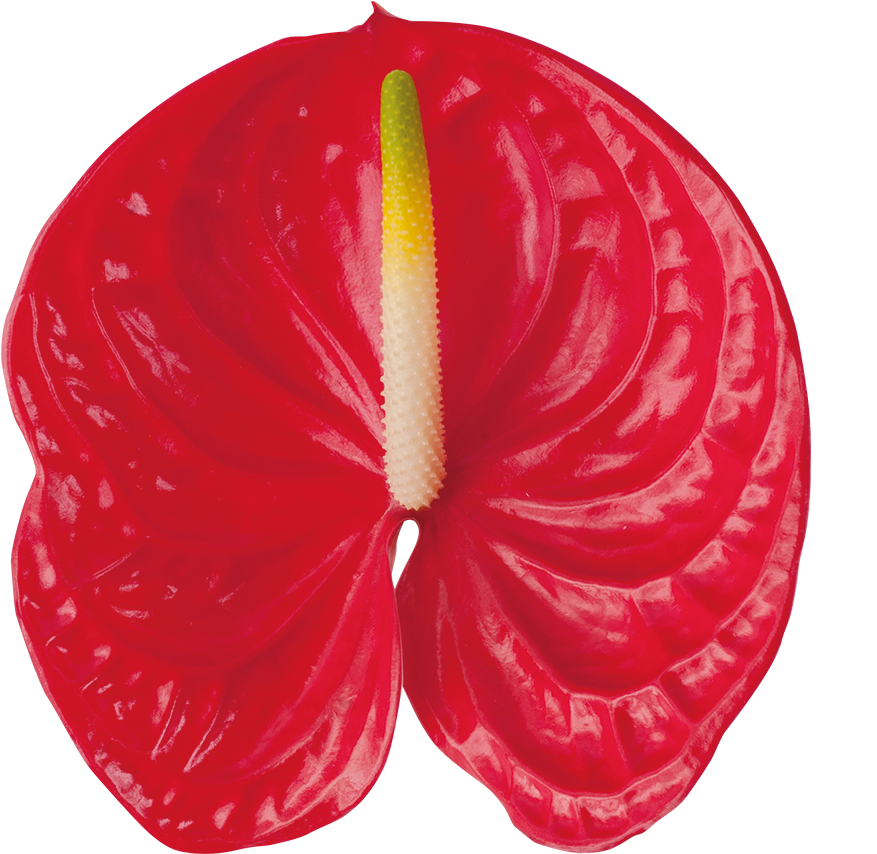 Arena Kwiat - Anthurium Png (1000x1000), Png Download