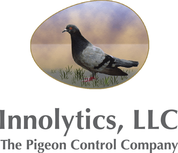 Pigeon Facts And Figures - Stock Dove (600x516), Png Download