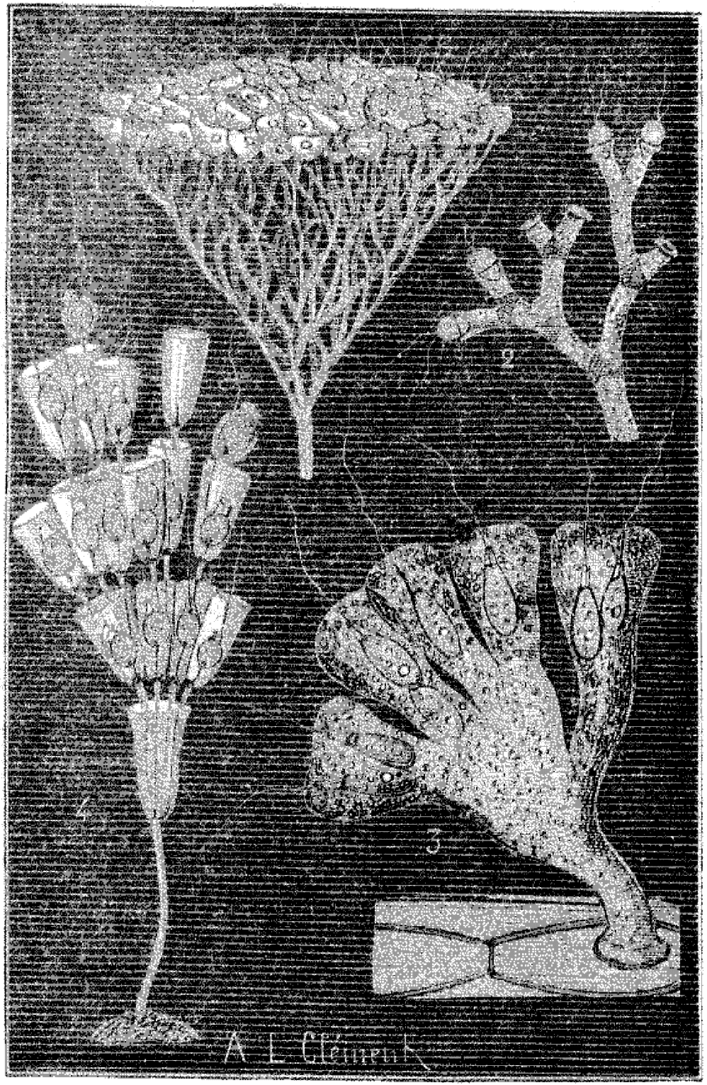 File - La Nature - 1879 - S1 - P376 Origines De La (998x1530), Png Download