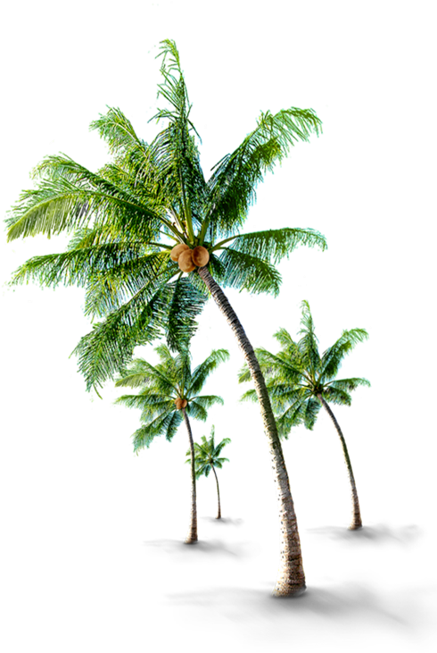 We Are Certified With Agmark - Coconut Tree Images Hd (500x730), Png Download