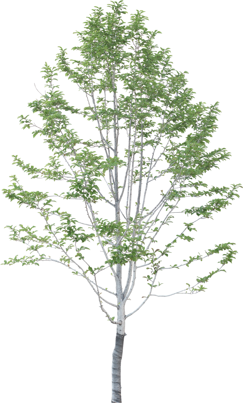 #tree #branches #leaves #palm Tree #autumn Tree #tree - Casa Koshino Tadao Ando (1008x1600), Png Download