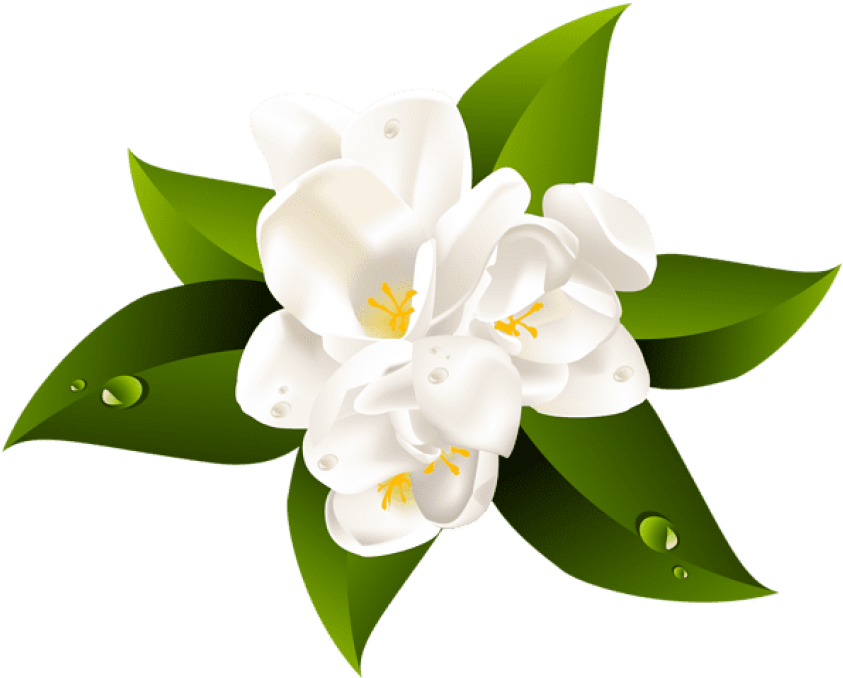 Free Png Download White Flower Transparent Png Images - Transparent Flower (850x683), Png Download