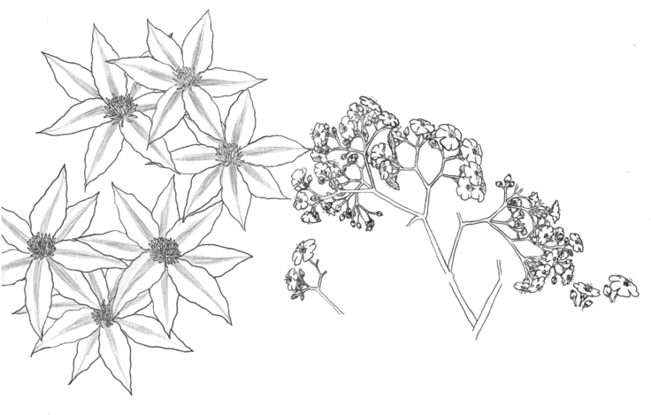 Transparent Flower Drawing - Black And White Flower Pattern Transparent (1024x532), Png Download
