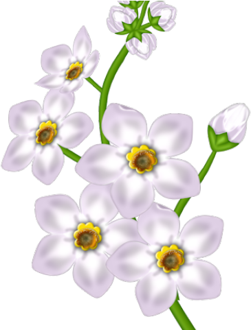 White Flower Clipart Transparent Background - Moth Orchid (640x480), Png Download