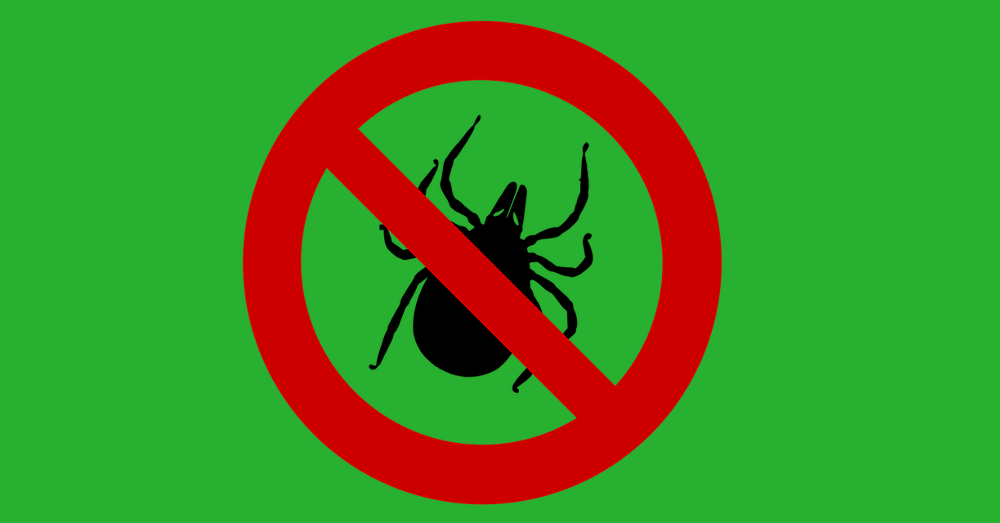 Zecken Clipart (1000x523), Png Download