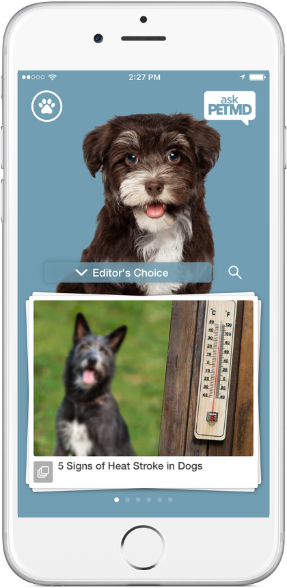 Petsmartverified Account - Iphone (584x1024), Png Download