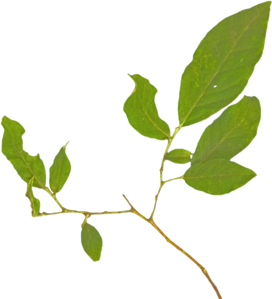 Twig (556x600), Png Download