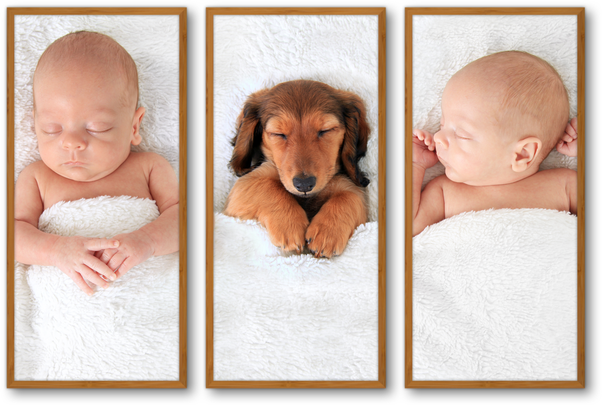 Beautiful Photo Collages On Any Wall - Baby Or Puppy (1268x863), Png Download