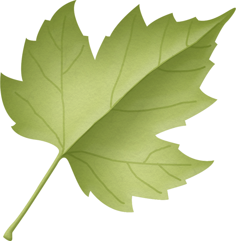Leaf Clipart Woodland - Maple Leaf (786x800), Png Download