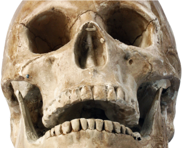 Human Skull Png (640x480), Png Download