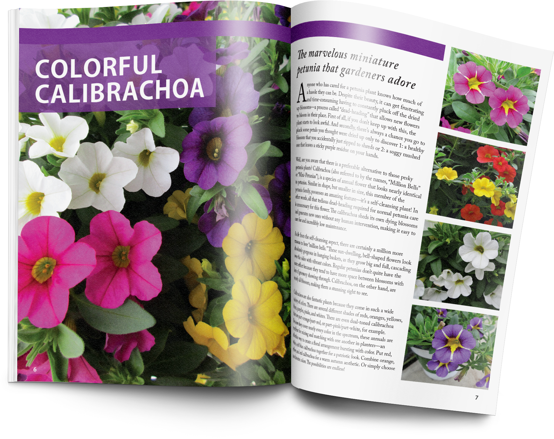 Petunia (2300x1650), Png Download