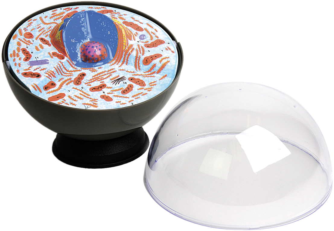 Loading Zoom - Przestrzenny Model Komórki Zwierzęcej (1280x926), Png Download