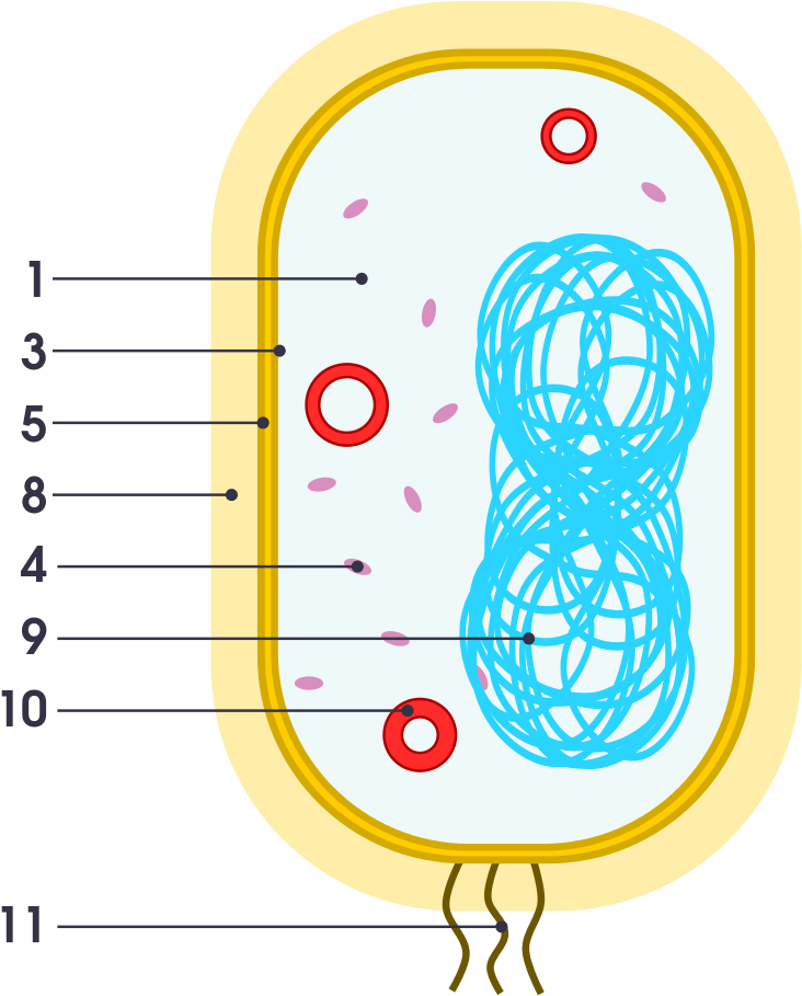 Organelle Examples (989x1024), Png Download