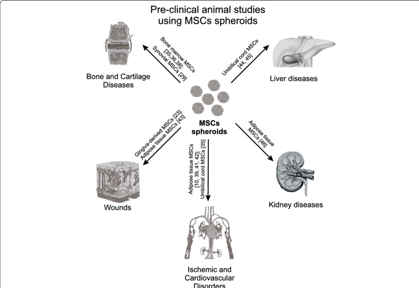 Preclinical Animal Studies Using Mscs Spheroids - Msc Spheroid Bfgf Gene Expression (850x584), Png Download