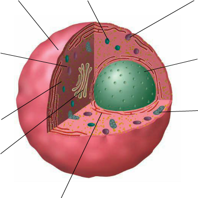 Location - Circle (800x560), Png Download