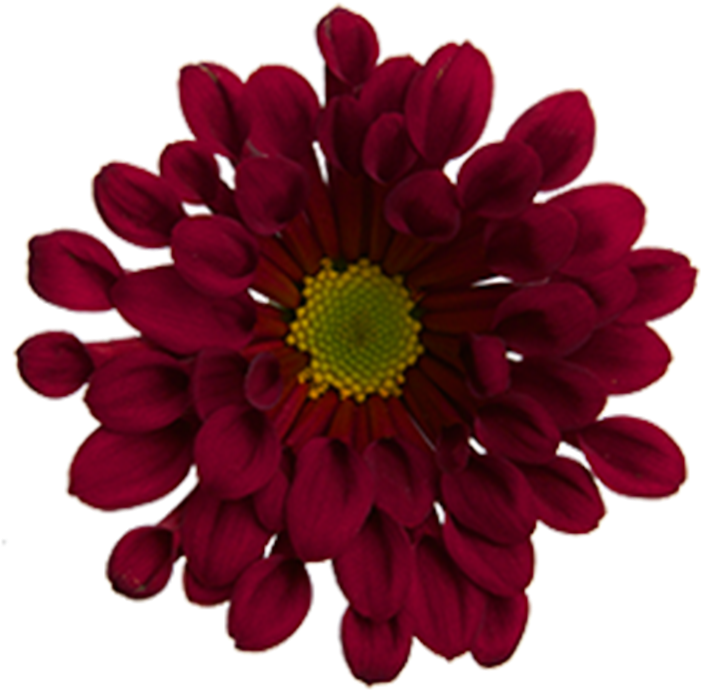 Click To Enlarge Image Red Novelty Dublin Red Novelty - Barberton Daisy (800x800), Png Download