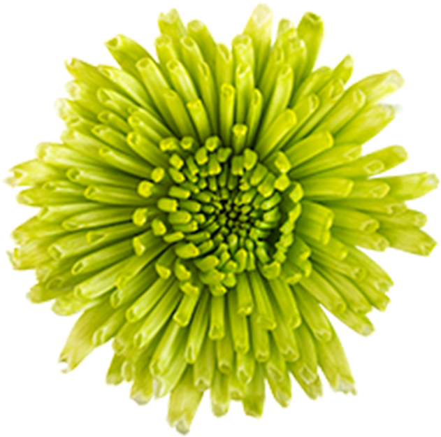 Click To Enlarge Image Green Novelty Athos Green Novelty - Dandelion (800x800), Png Download