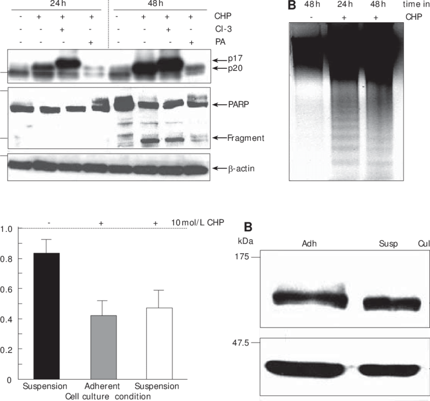 Survival Of Dsl6a Cells Cultured In Suspension - Diagram (850x792), Png Download