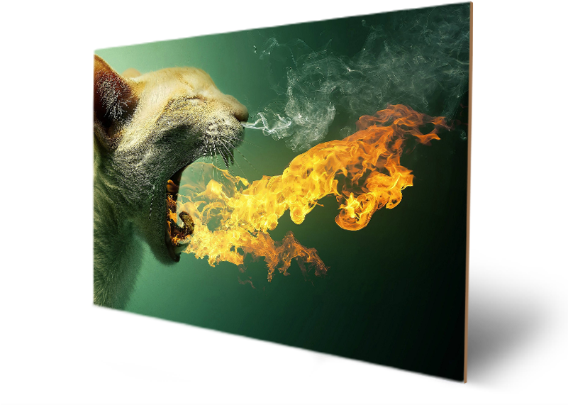 Cute Animal Hairy Amazing Eyes - Cat On Fire Funny (800x600), Png Download