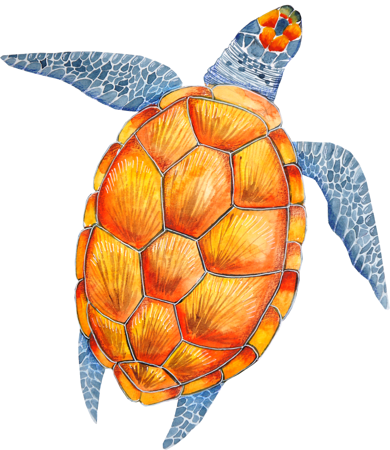 Tortoise, Turtle, Clip Art, Tortoise Turtle, Tortoise - Turtle (1361x2048), Png Download