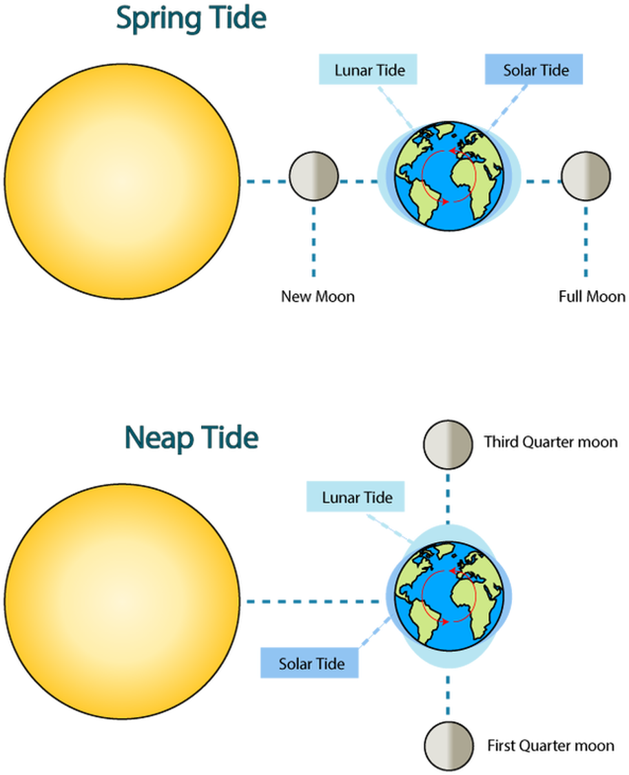 Sunlight Clipart Quarter - Spring Tide And Neap Tide Moon Phases (1014x1230), Png Download