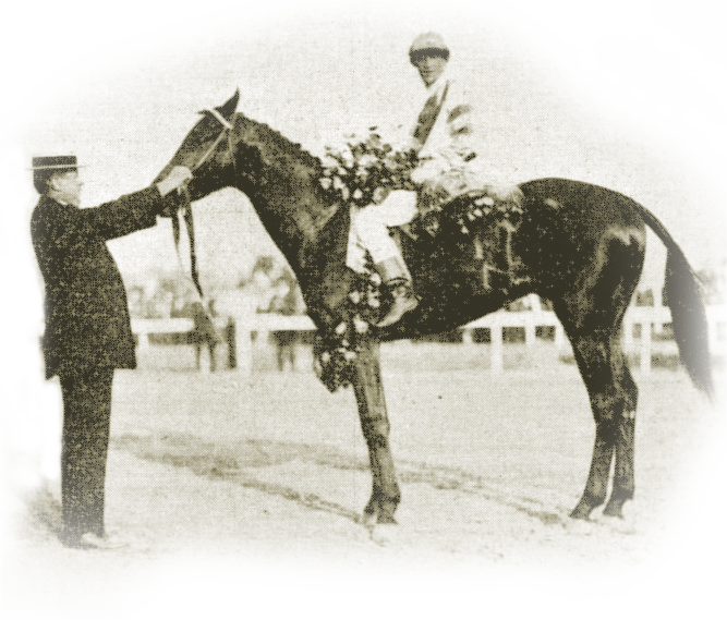 Okay, A Little History - Stallion (667x569), Png Download