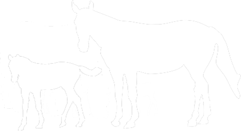 International Races - Mane (1024x768), Png Download