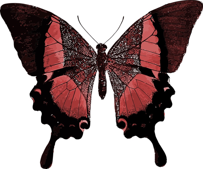 Red Butterfly Colorful Pretty - Your Time As A Caterpillar Has Expired Your Wings Are (800x668), Png Download