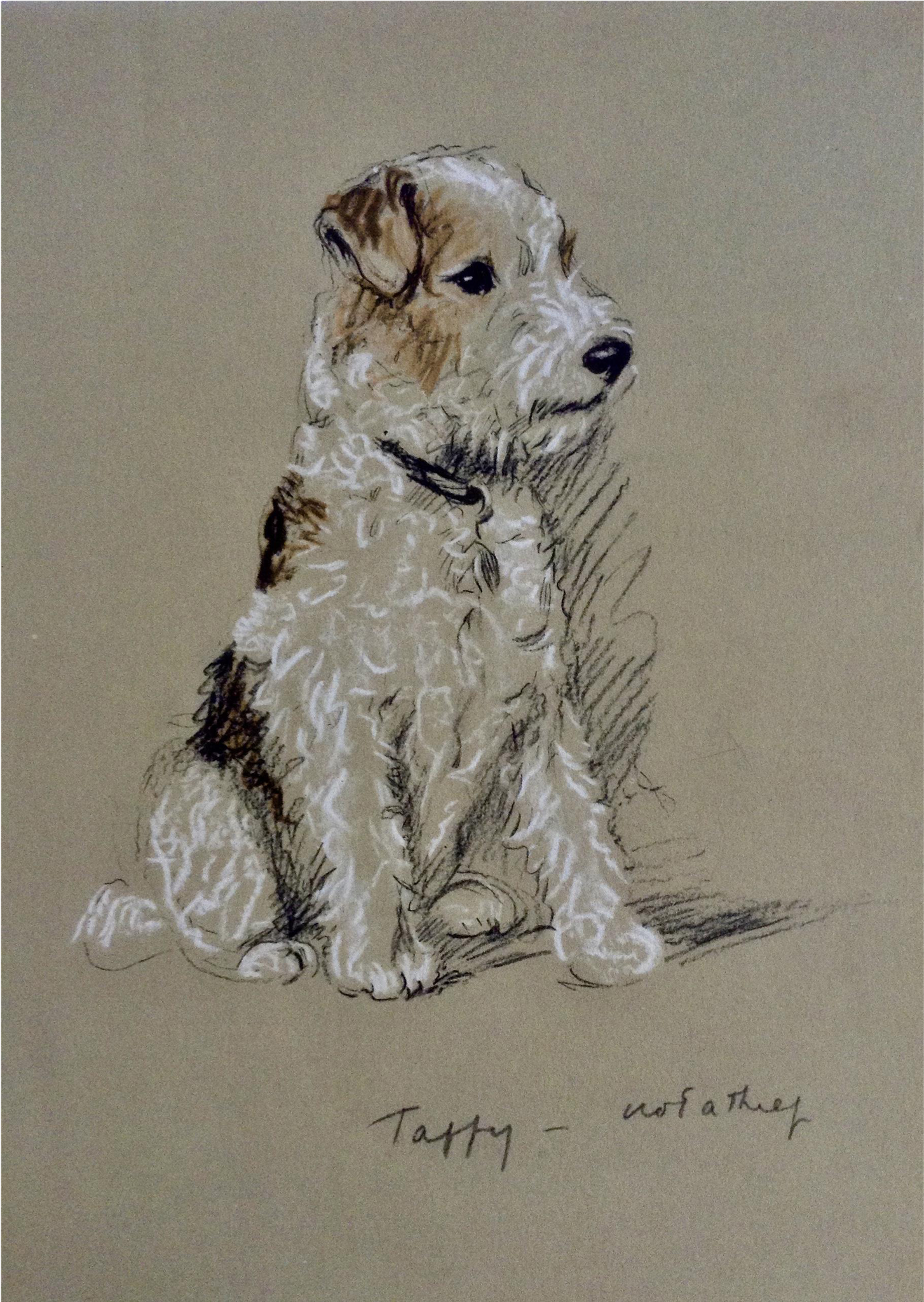 1930's-1940's Lucy Dawson, Wire Haired Terrier Named - Terrier (2048x2048), Png Download