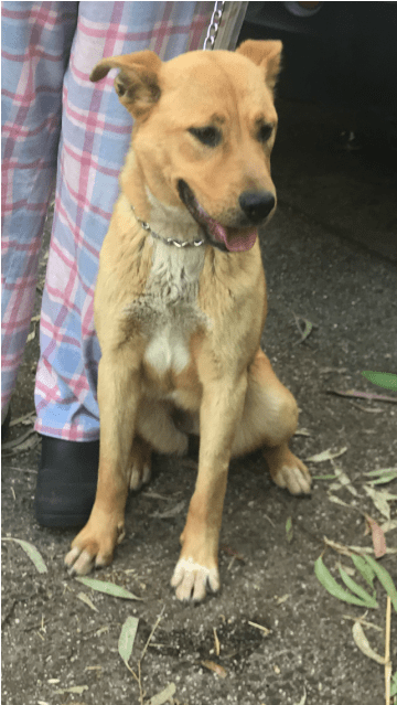 Donate To Petrescue - Companion Dog (638x638), Png Download