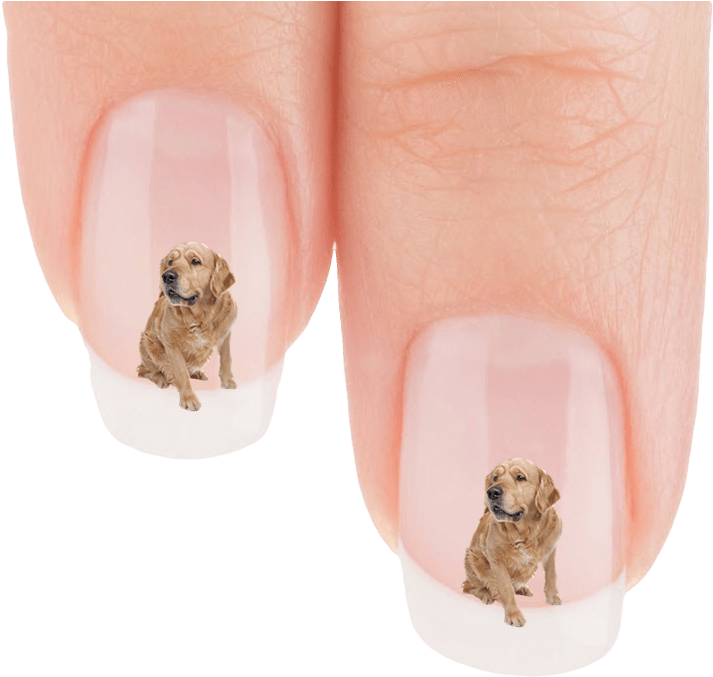 Golden Retriever Who Is That Nail Art Decals Patch - Labrador Retriever (923x736), Png Download