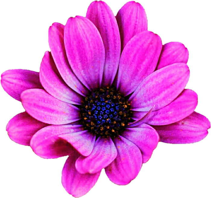 Pink Daisy Clipart Images Gallery For Free Myreal - African Daisy (719x698), Png Download