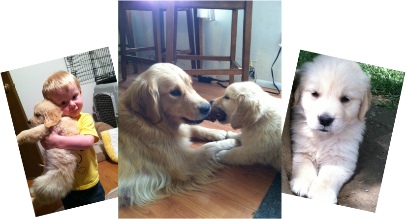 Golden Retriever (825x446), Png Download