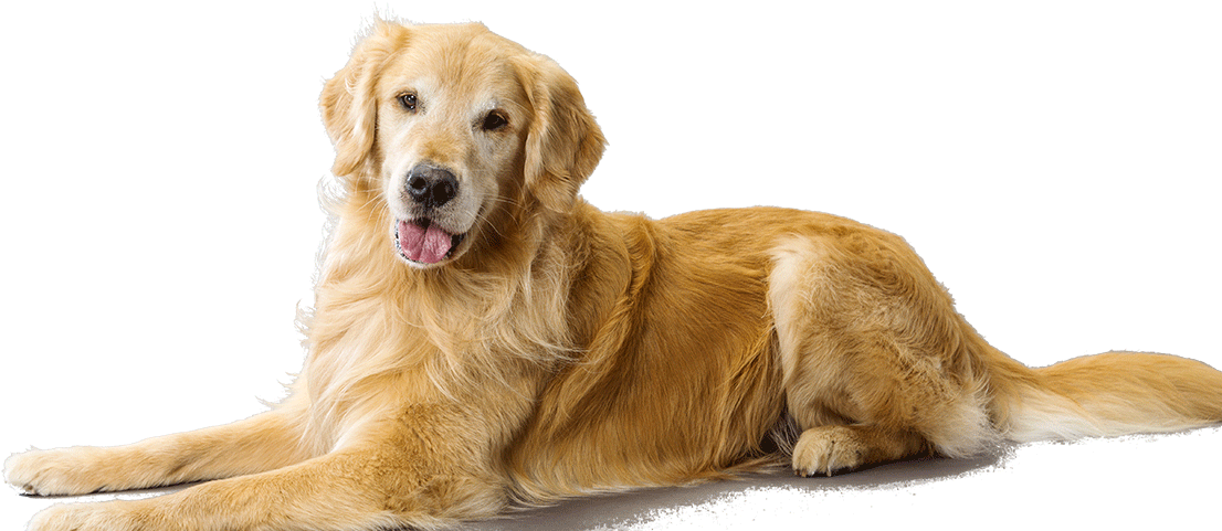 Golden Retriever Dog Breed Information - Golden Retriever (1112x702), Png Download