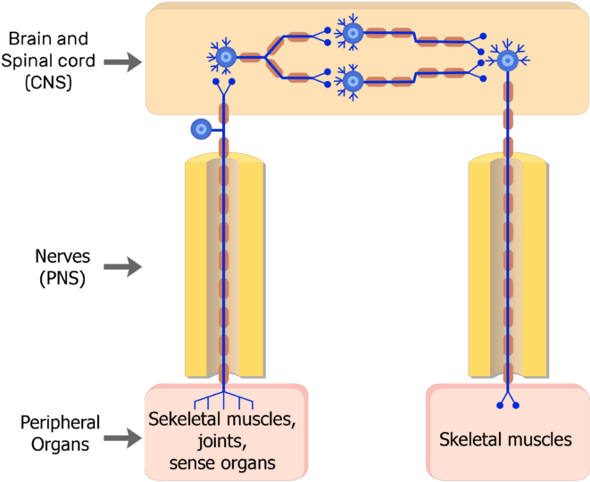Somatic Nervous System Neurons (684x550), Png Download