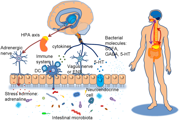 Diagram Of Brain Gut Micorbiota Axis - Brain Gut Skin Axis (700x470), Png Download