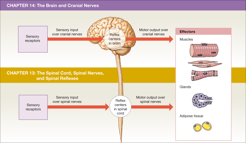 This Text's Coverage Of The Nervous System Parallels - Overview Of Chapters 13 And 14 (1000x582), Png Download
