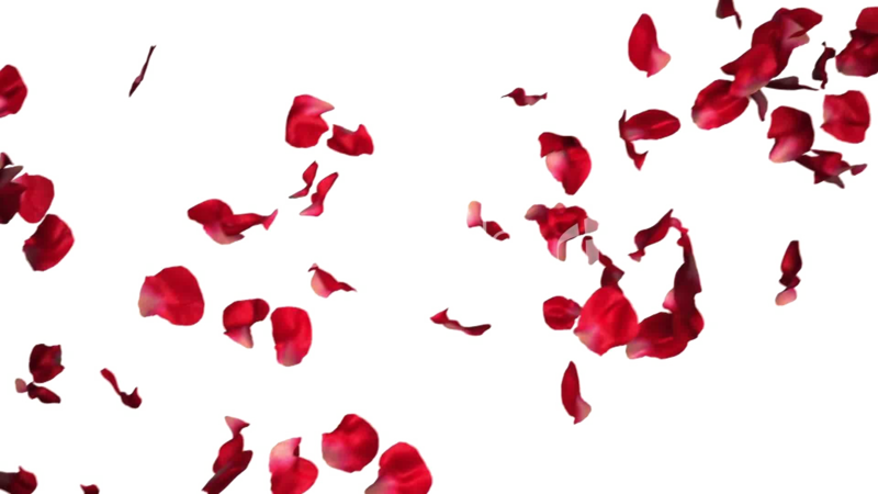 Falling Rose Petals Transparent Png - Rose Petals For Photoshop (800x450), Png Download