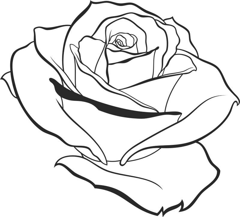 800 X 722 2 - Outline Of Roses (800x722), Png Download