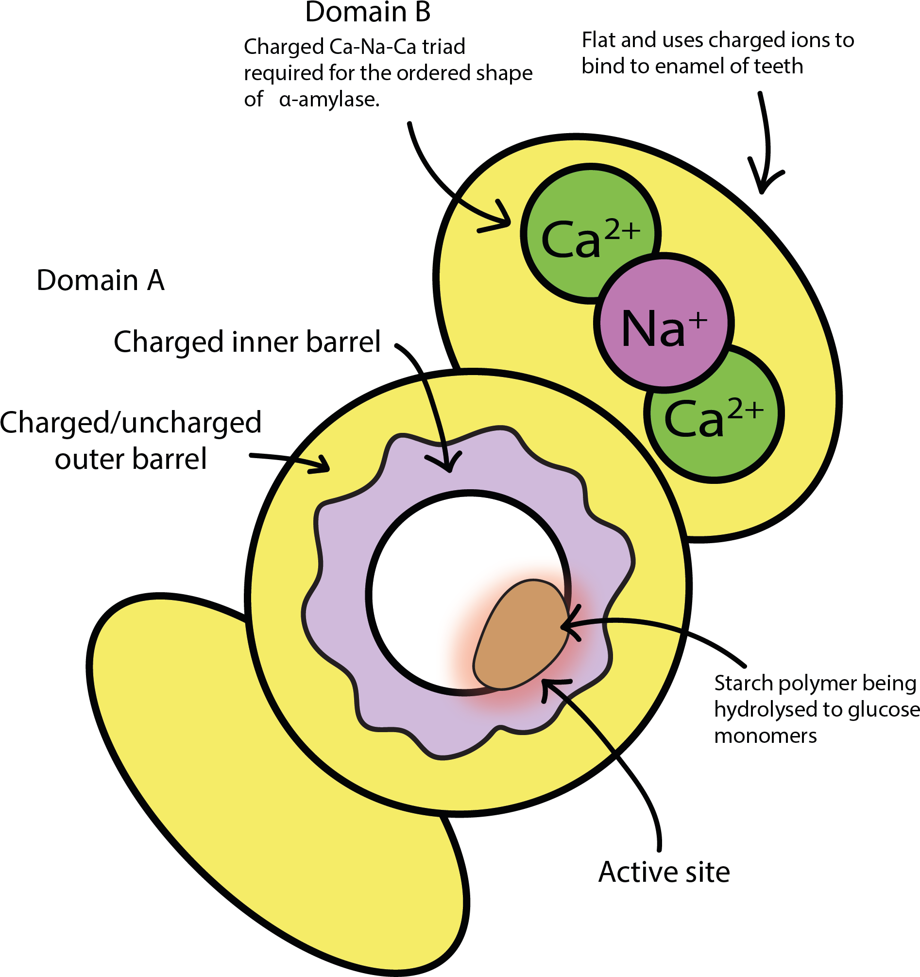 A Sketch Of The Overall Structure And Functional Units - Structure Statherin (1907x2022), Png Download