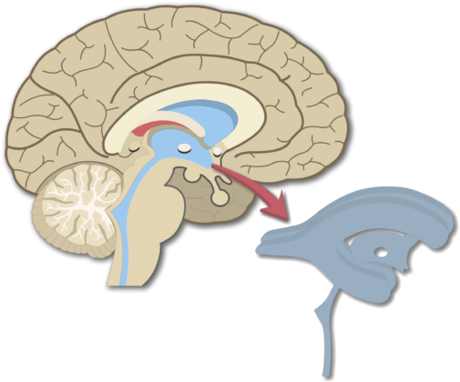 An Image Showing The Brain Ventricles In Midsagittal - Cerebral Aqueduct In Brain Model (770x427), Png Download
