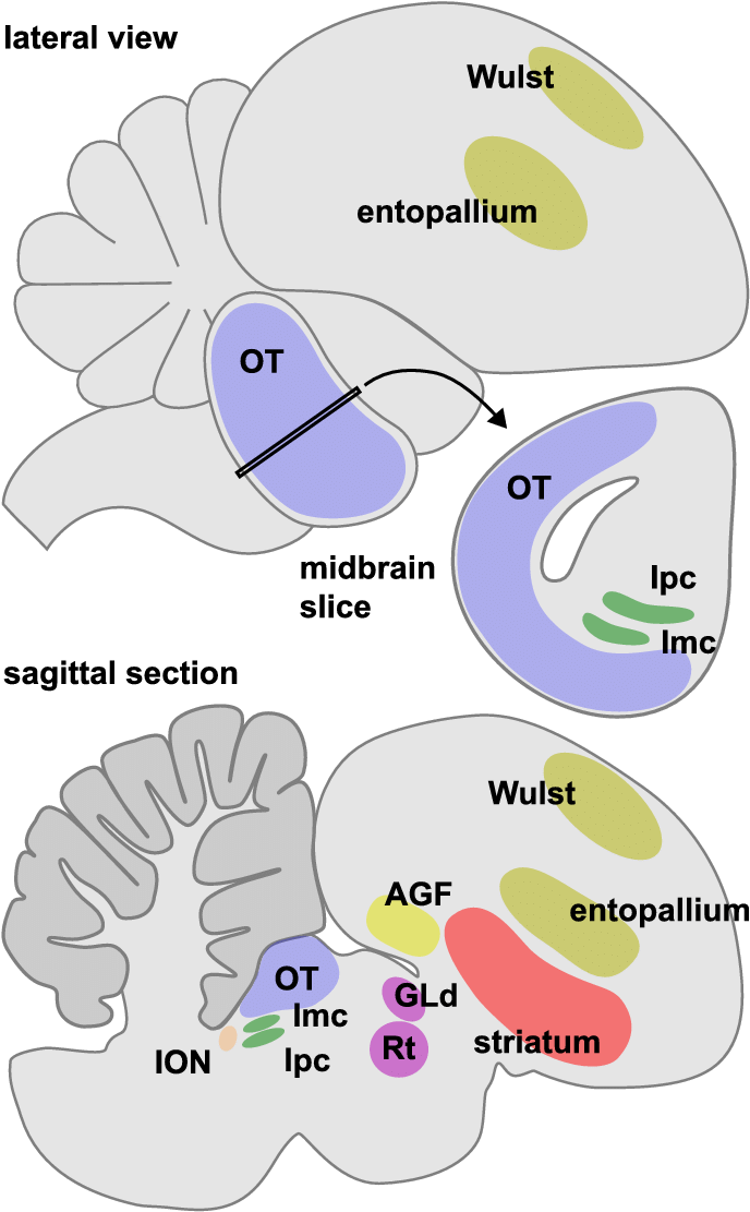 E Schematic Diagram Of The Bird Brain - Wulst Bird Brain (714x1122), Png Download